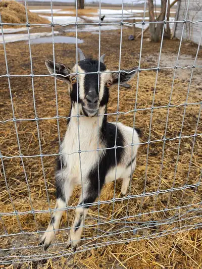 goats for sale!, View more