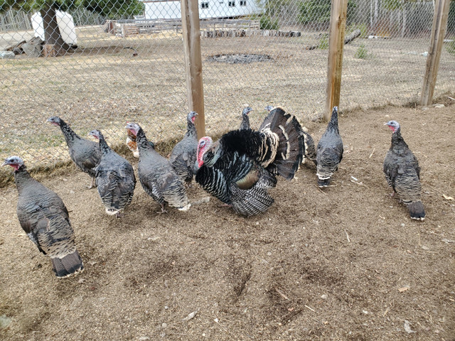 Chicks: Hedemora, Bantees, Mixed Egg Layers & Mature Turkey Hens in Livestock in Quesnel - Image 4