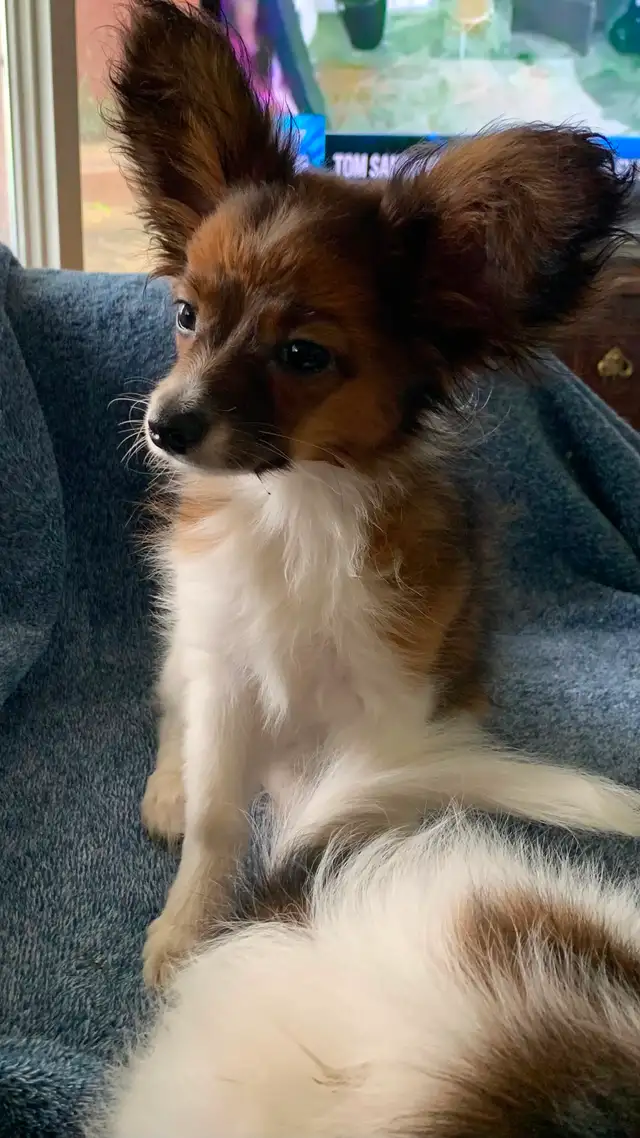 Papillon in Dogs & Puppies for Rehoming in Oshawa / Durham Region - Image 3