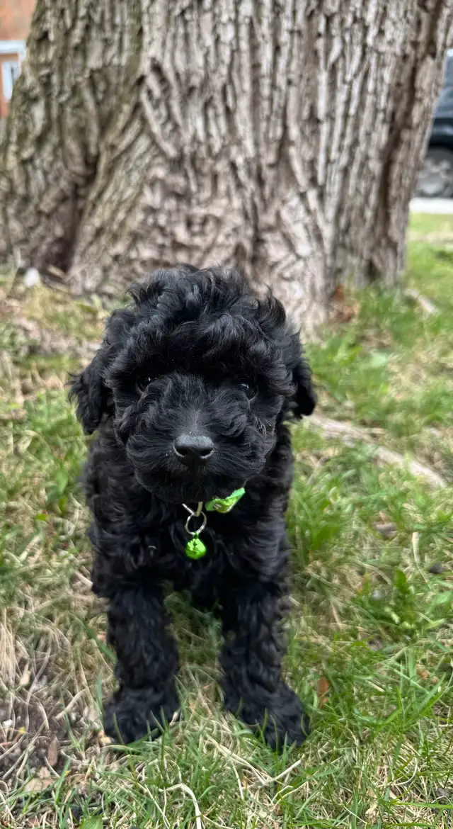 toy poodle caniche toy in Dogs & Puppies for Rehoming in Ottawa - Image 4