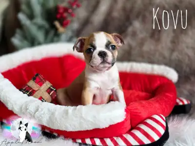 Chiots Boston terrier de couleur & standard, View more