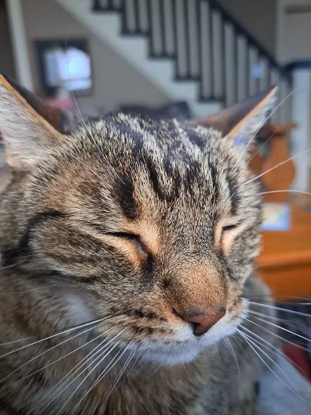 chat friend 