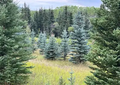 Spruce Tree Sale, View more