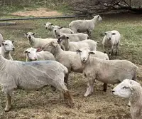 Candian Arcott Breeding Rams 