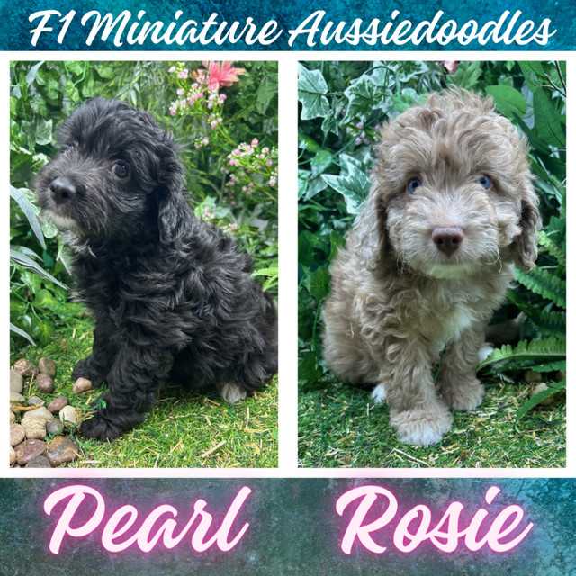 [BBB A+] Miniature Aussiedoodle & Borderdoodle pups available! in Dogs & Puppies for Rehoming in Vancouver - Image 4