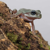 Blue-eyed whites tree frogs, other whites tree frogs available 