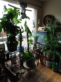 Assorted house plants 