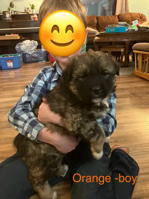 Puppies to love! in Dogs & Puppies for Rehoming in Vanderhoof - Image 4