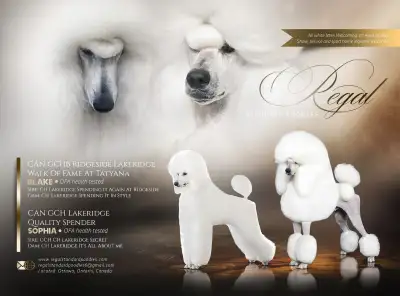 Standard poodle puppies coming soon! *All white litter expecting May 2/25 *All black litter expectin...