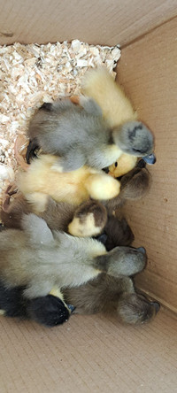 Just hatched baby ducklings 