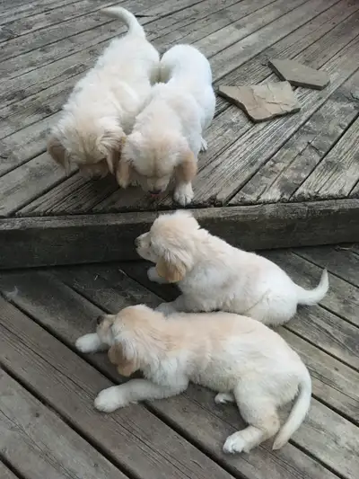 CKC Registered Golden Retriever puppies,microchipped, guaranteed, View more