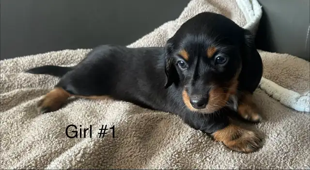 adorable Long Haired Miniature Dachshund in Dogs & Puppies for Rehoming in Mississauga / Peel Region - Image 3