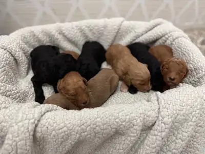 Goldendoodle puppies, View more