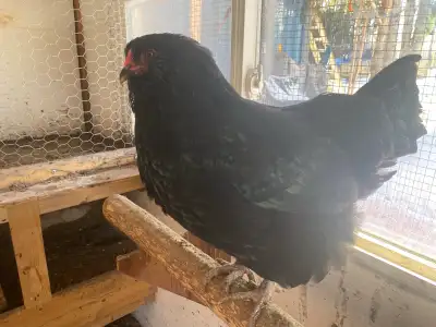Ameraucana chickens, View more