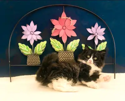 Meet this lively and lovable female tuxedo Maine Coon kitten—full of personality and ready to bring...