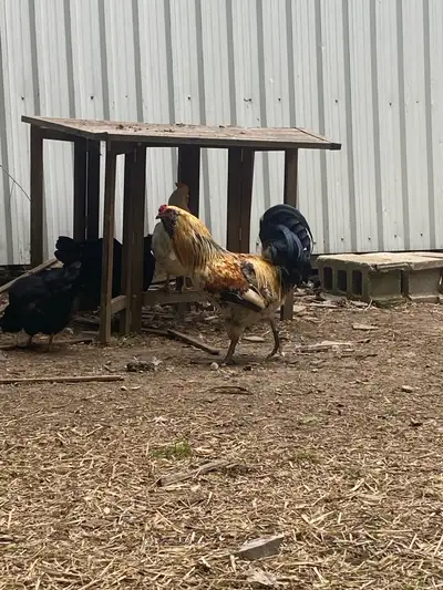 Free 1 year old