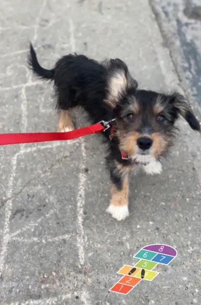 Meet Monty, He is a baby Dachshund cross Jack Russell male puppy. For starters his Ears give him so...
