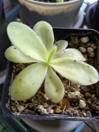 Pinguicula Gigantea (Mexican Giant Butterwort) Carnivorous Plant