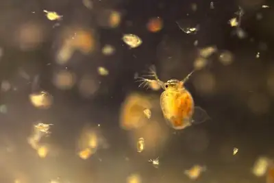 Daphnia Moina - Live Culture, View more