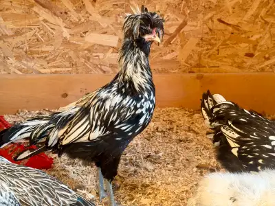 silver laced Polish cockerel, View more