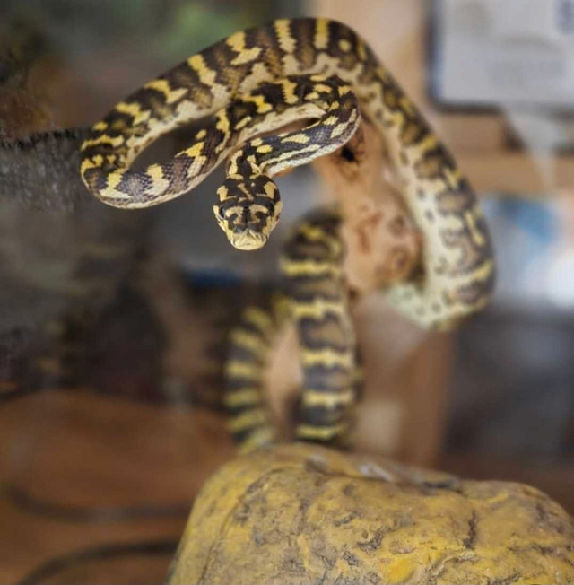 Jungle Carpet python  in Reptiles & Amphibians for Rehoming in Barrie - Image 2