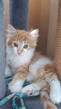 Chaton Roux Adoptez Des Chats Et Chatons Dans Ville De Quebec Petites Annonces De Kijiji