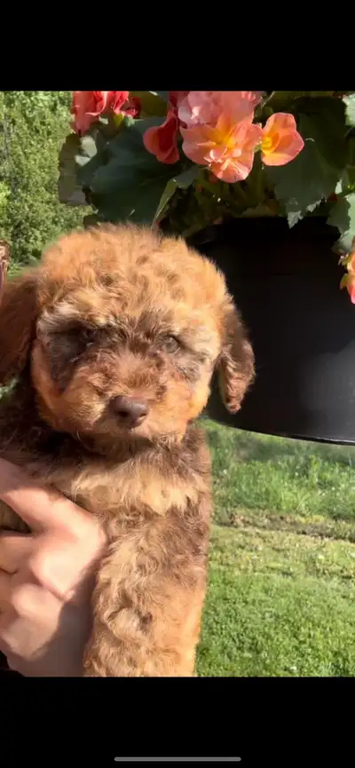 Shihpoo puppy, View more