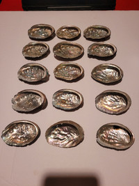 Lot of 15 Abalone Shells