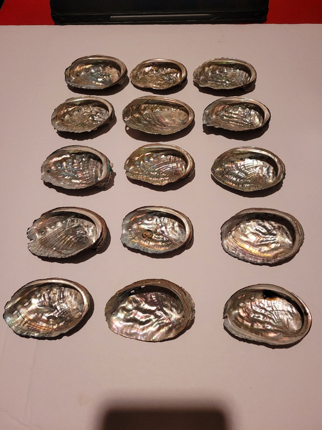 Lot of 15 Abalone Shells in Hobbies & Crafts in City of Toronto