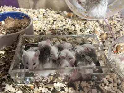 Couple de rat natal , souris africaine, avec leur trois portées de bb , cet animal de sens pas du to...