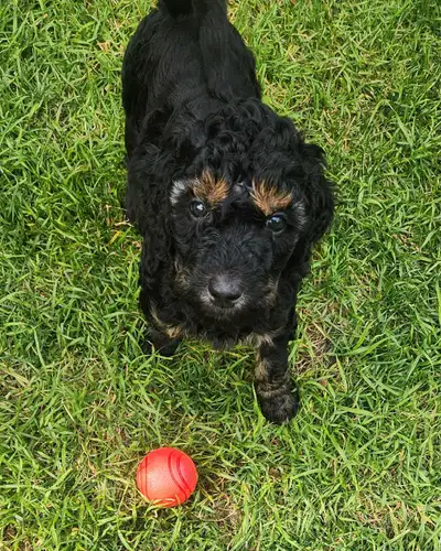 STUNNING CKC REGISTERED STANDARD POODLE PUPS, View more