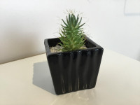 Succulent house plant in black pot