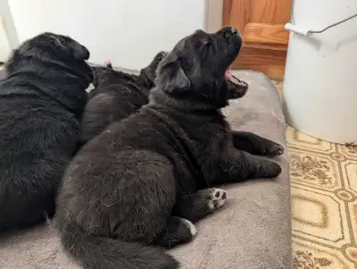 Pure B Akita x Pure B Golden Retriever Puppies, View more
