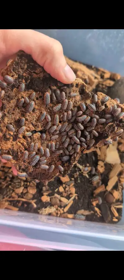 Clown Isopods 1$ each , View more