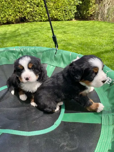 Bernese Mountain Dog Puppies!, View more