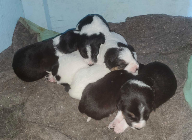 Purebred Border Collie Puppies in Dogs & Puppies for Rehoming in Red Deer - Image 4
