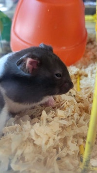 hamsters Kawartha Lakes Peterborough Area Preview