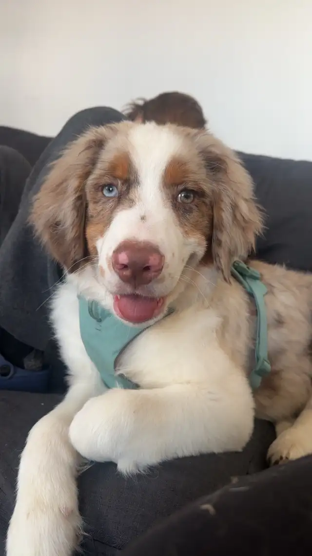 berger australien x in Dogs & Puppies for Rehoming in Drummondville - Image 2