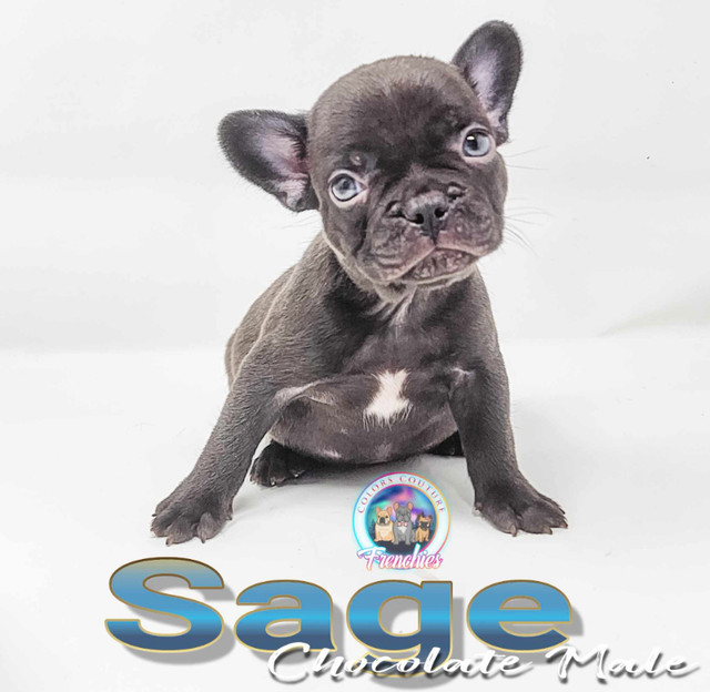 French Bulldog Canadian Kennel Club in Dogs & Puppies for Rehoming in Burnaby/New Westminster - Image 3