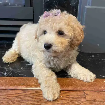 Bichonpoo puppies, View more