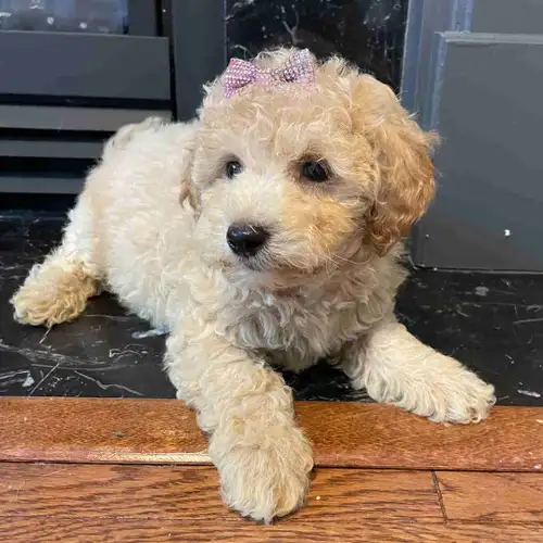 Adorable Male and Female Bichonpoo puppies. Bichon mom and poodle dad. Approx 8-10 lbs full grown. H...