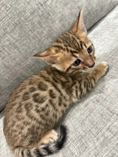Bengal kittens, View more