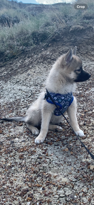 Pomsky puppies for sale - $1000 1 female left for sale, brown/black. Mom is Pomsky white with brown...