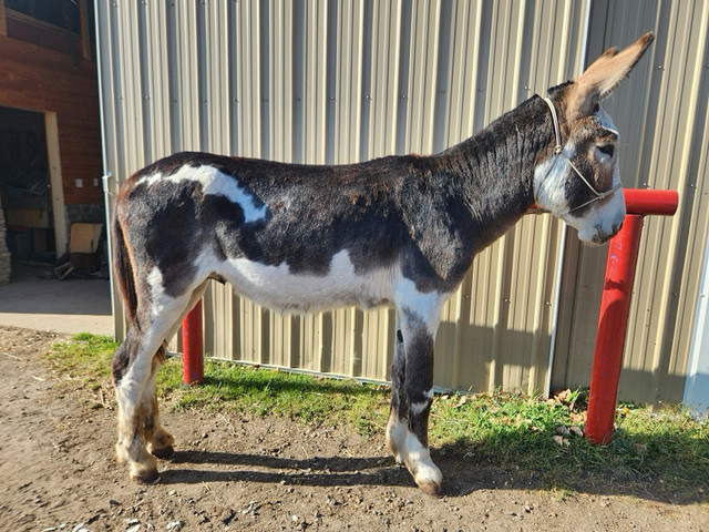 2026 Frozen Semen Breeding Special - BWMD Levi Son Of Hagrid in Horses & Ponies for Rehoming in Edmonton