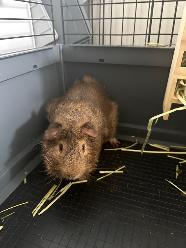 2 Male Brother Guinea Pigs (6 months old) in Other Pets for Rehoming in Mississauga / Peel Region - Image 2