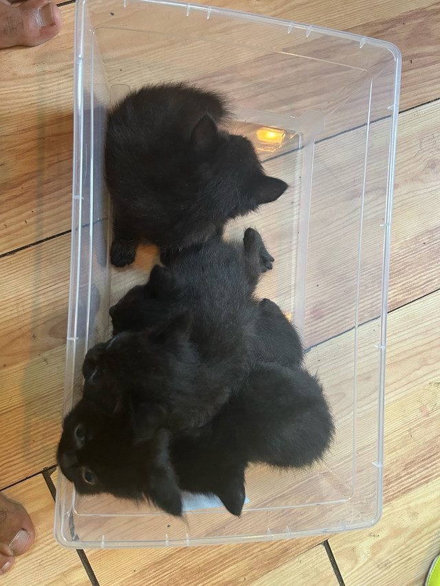 Kittens for sale in Cats & Kittens for Rehoming in Fredericton