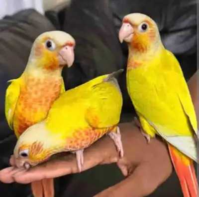 Friendly Baby Suncheeks, View more