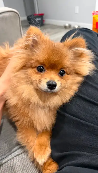 Pomeranian, View more