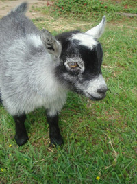 Male Pygmy Goat