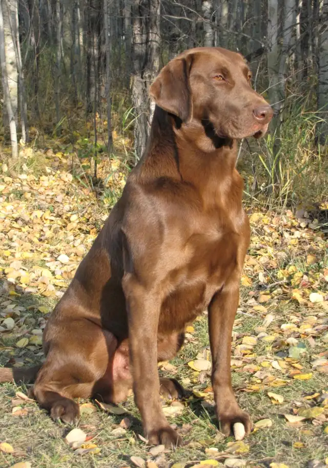 CKC Registered Chocolate Labrador Retriever Puppies in Dogs & Puppies for Rehoming in Strathcona County - Image 3